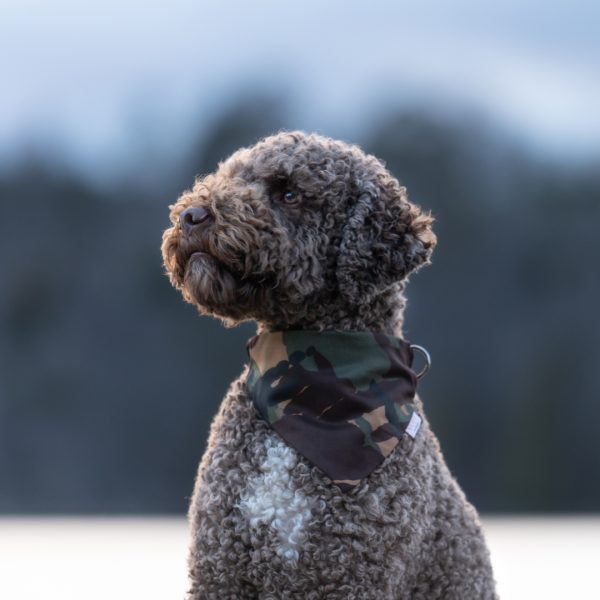 Hundbandana Camo