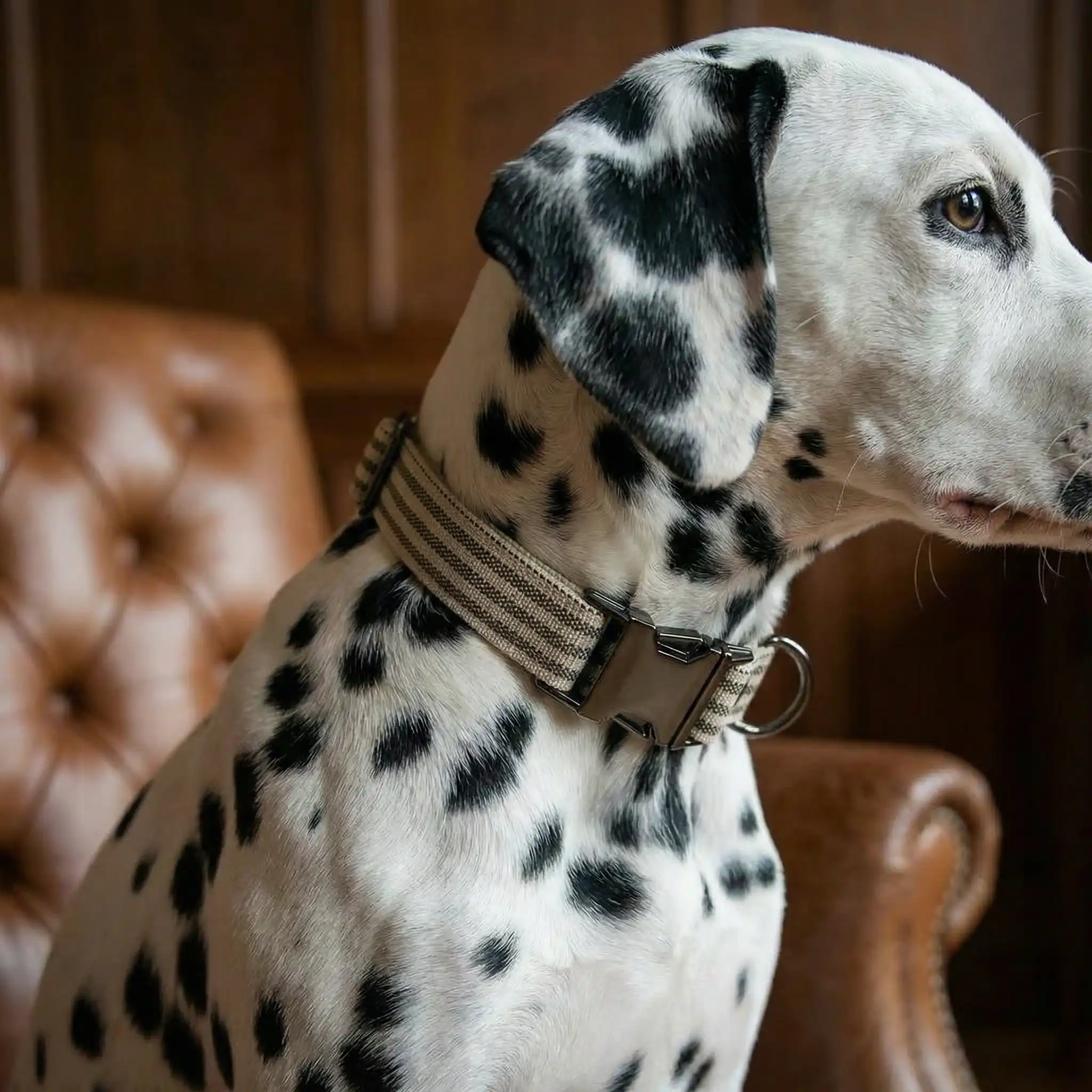 Hundhalsband Brown Cream Striped 3